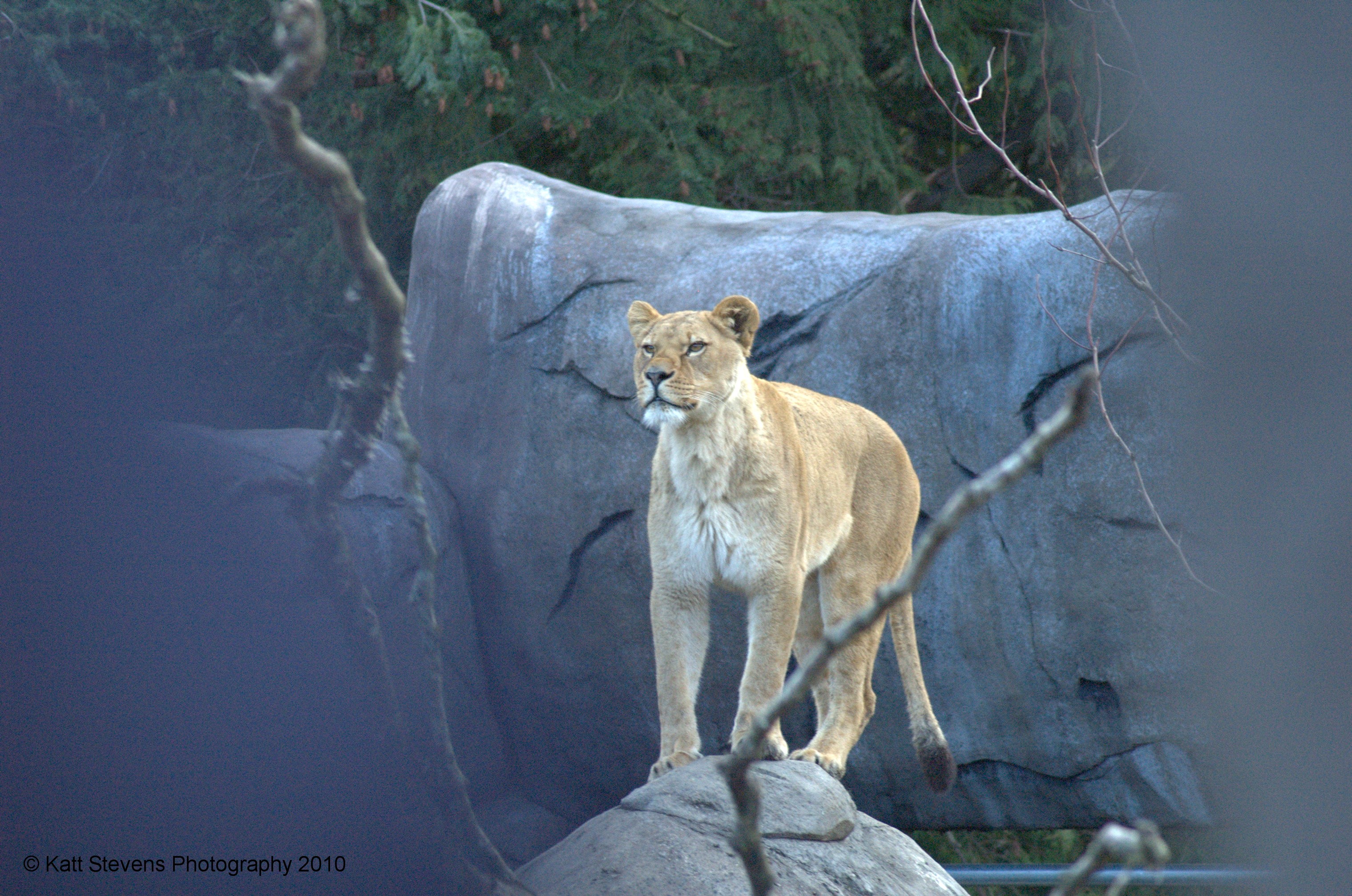 The Lioness