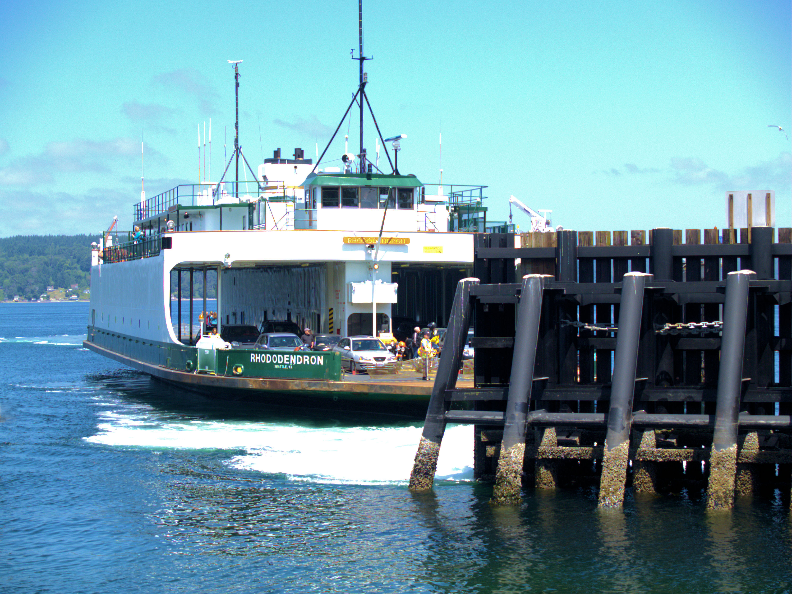 The Rhodendron Docking at Pt Defiance