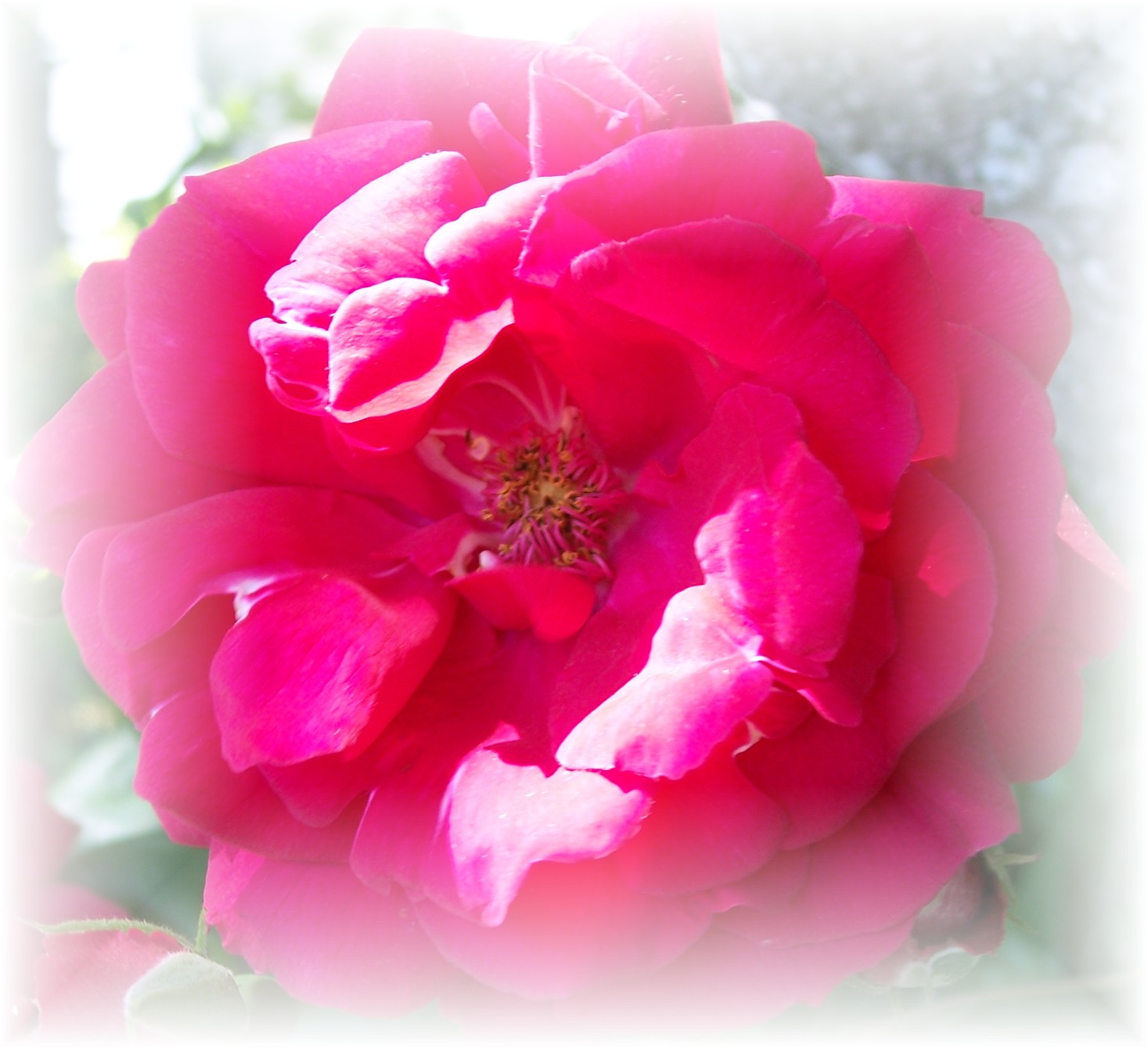 The Rose