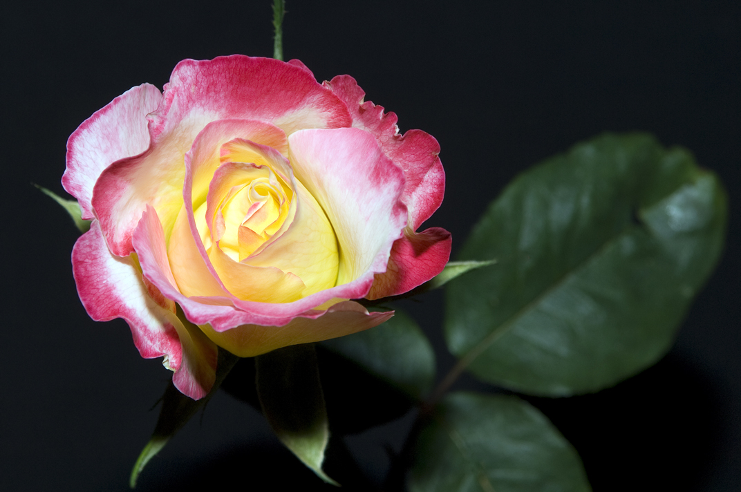 The Rose
