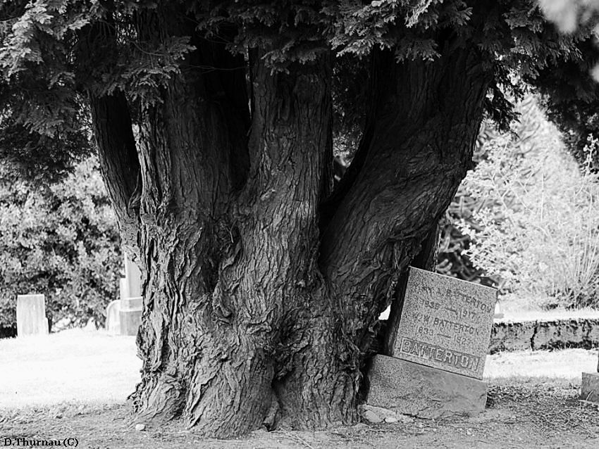 the spirit tree