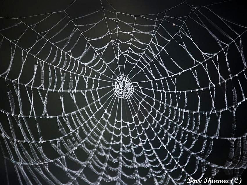the web