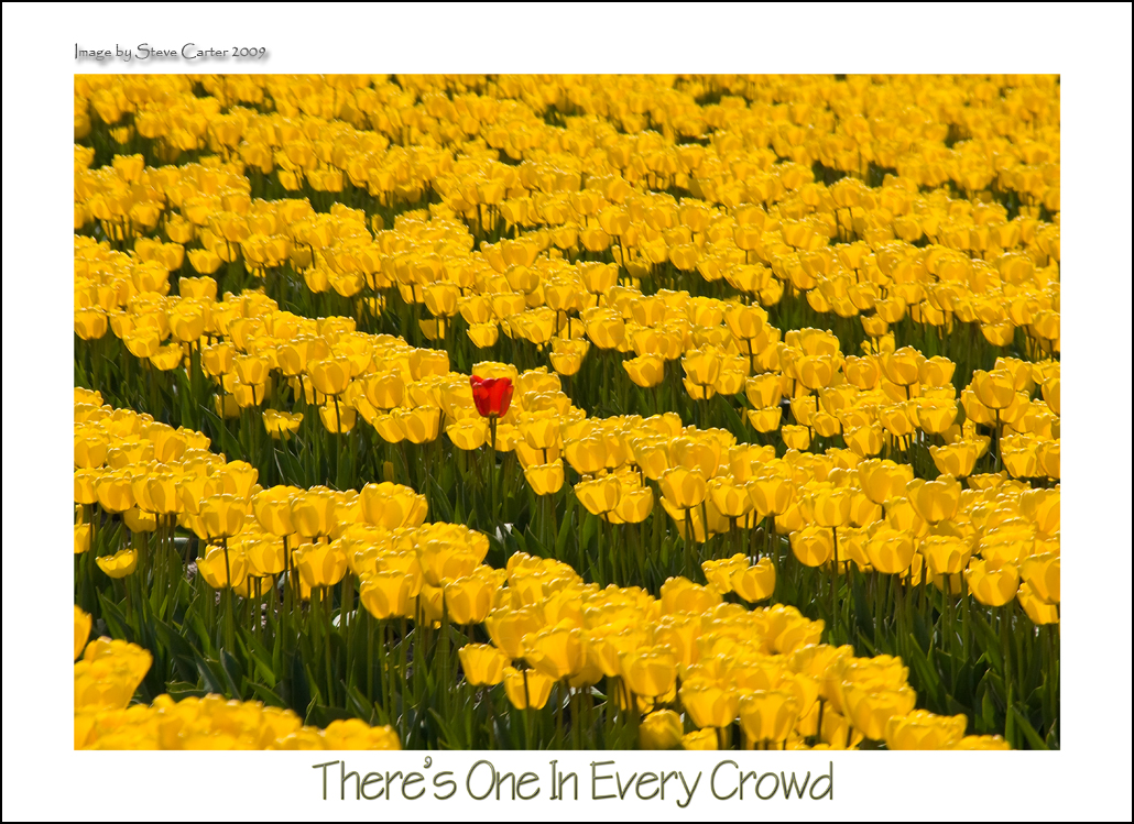 There's One In Every Crowd