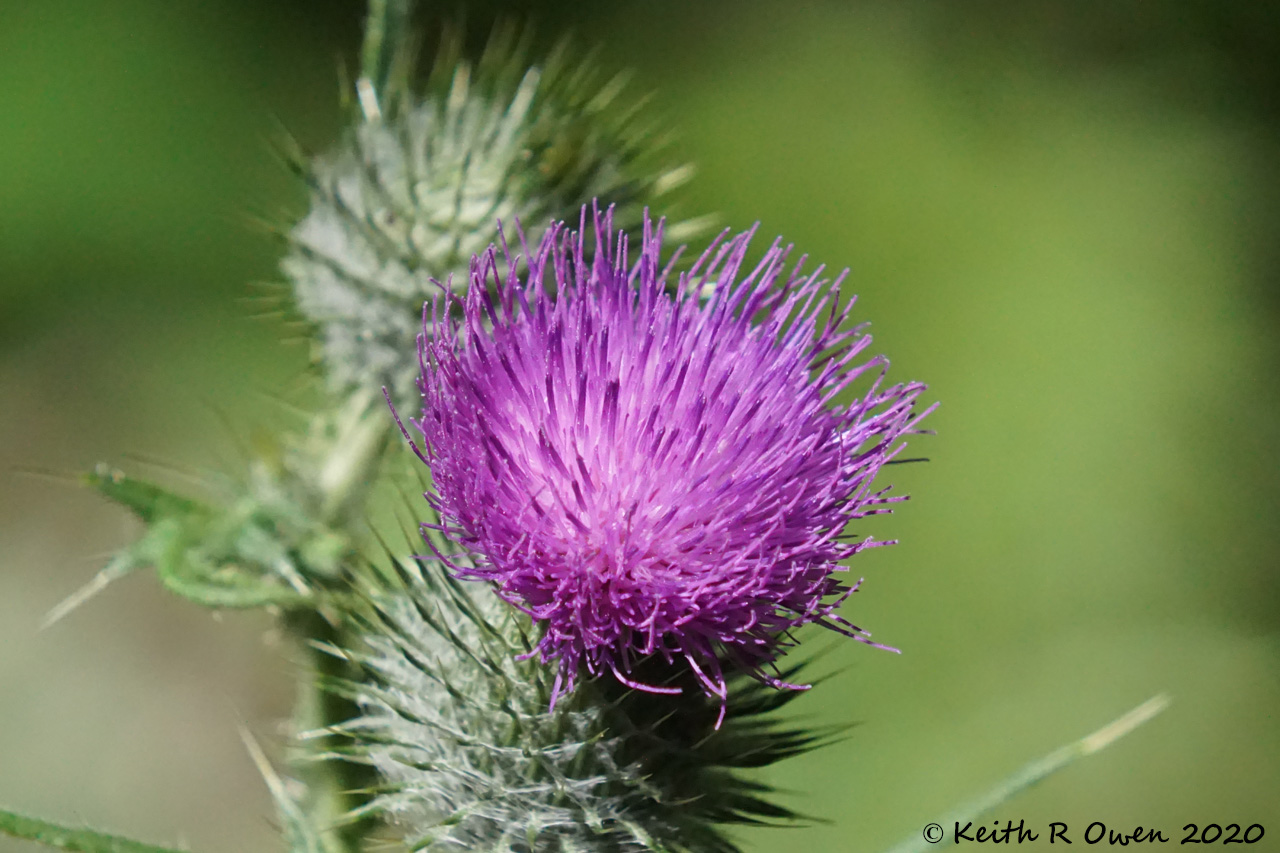 Thistle