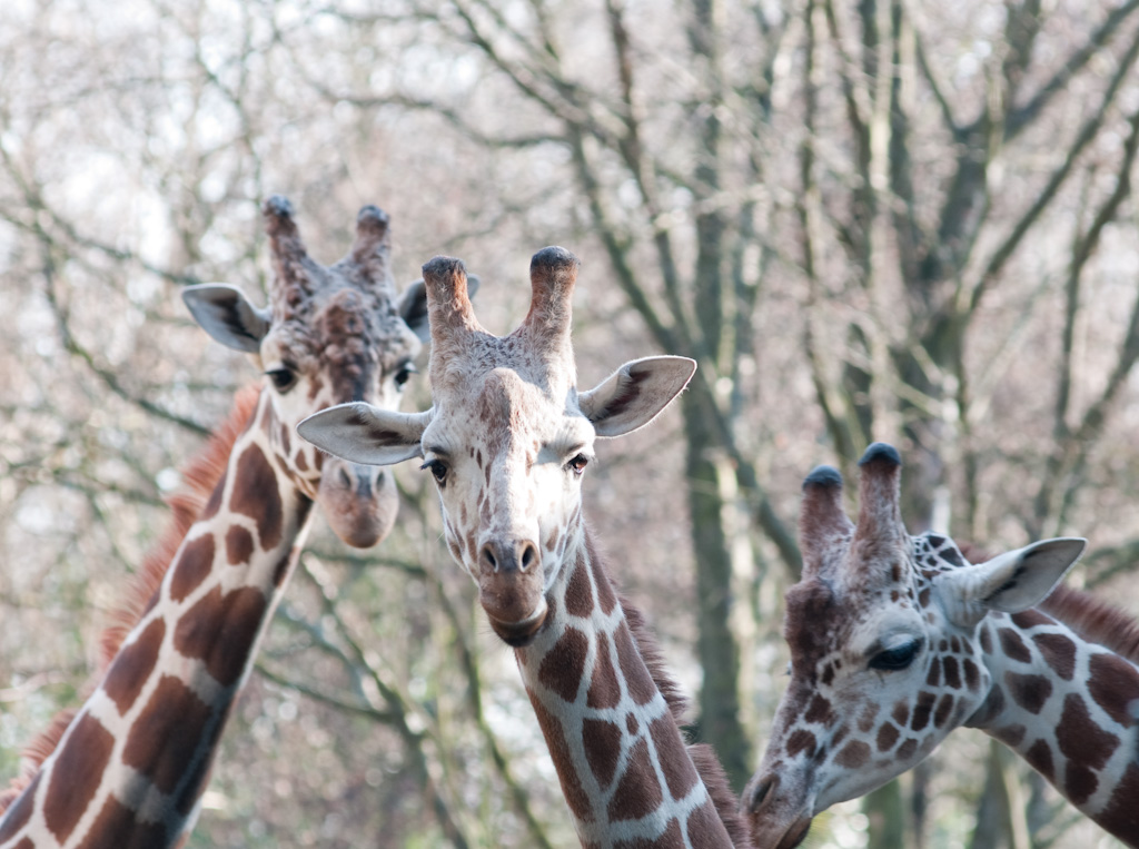 Three long necked ladies