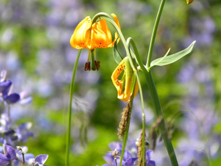 Tiger Lily