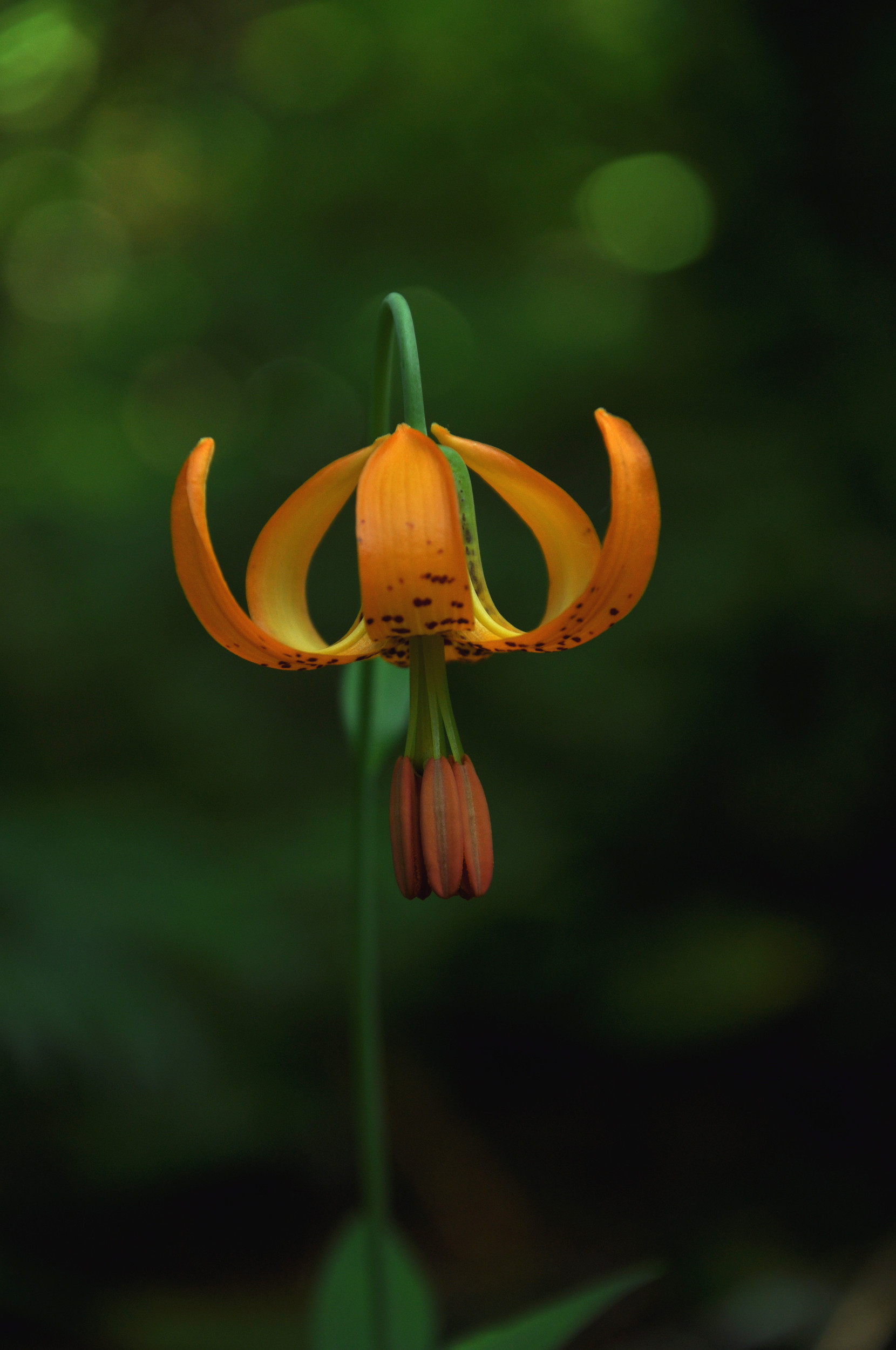 Tiger Lily