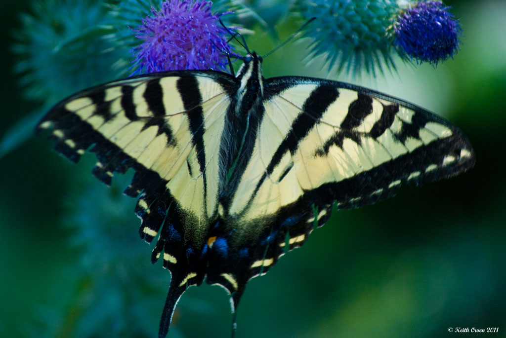 Tiger Swallowtail