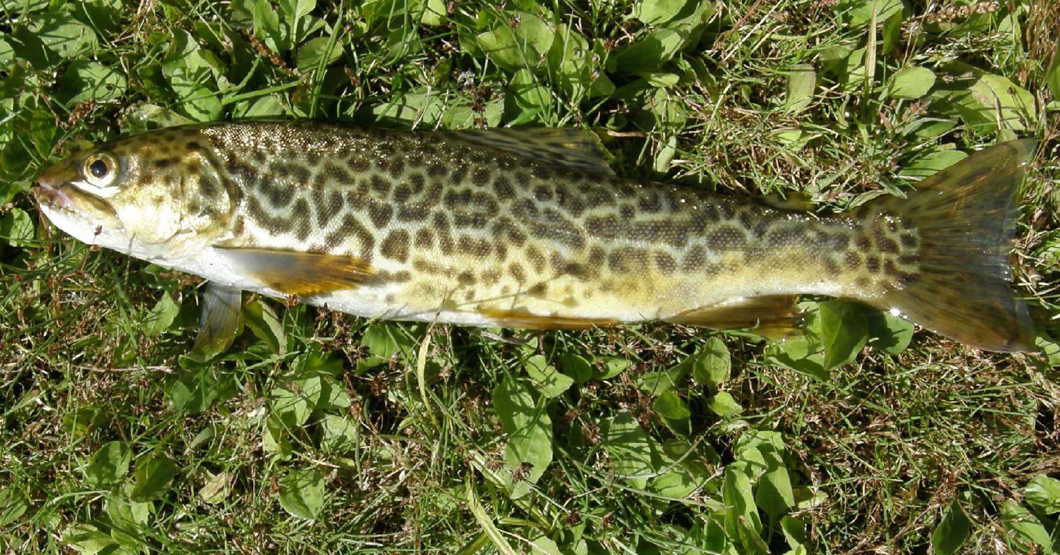 Tiger Trout