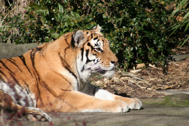 Tiger
