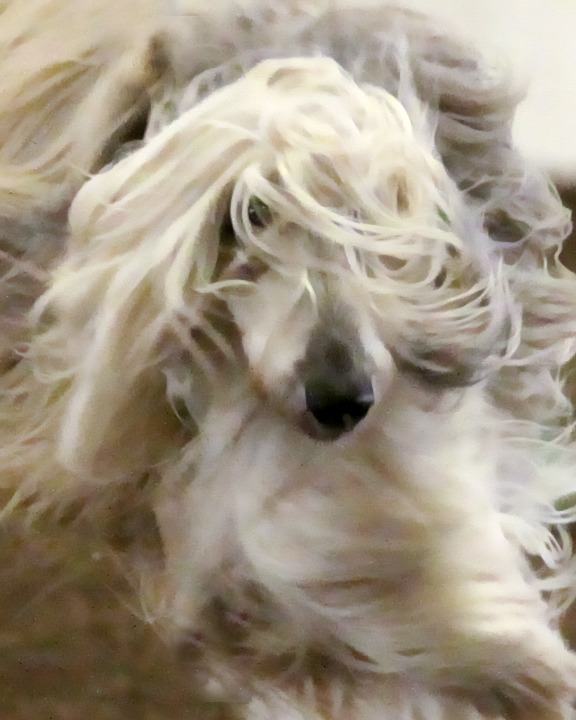 Topaz filter applied to agility dog photo.