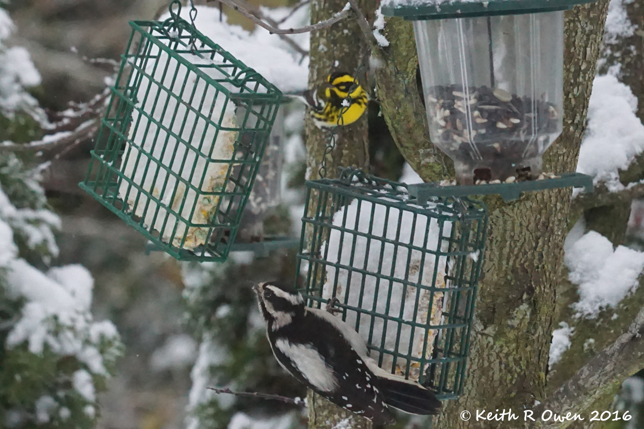 Townsend's Warbler & Downy Woodpecker