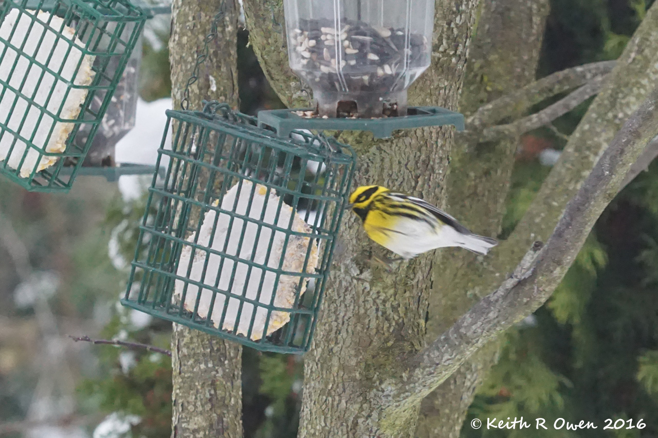Townsend's Warbler