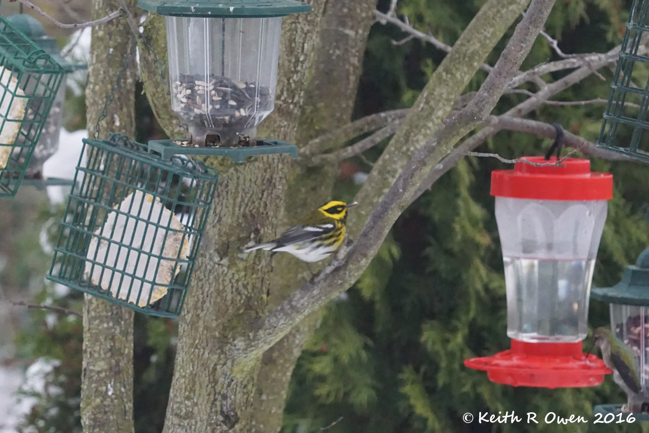 Townsend's Warbler