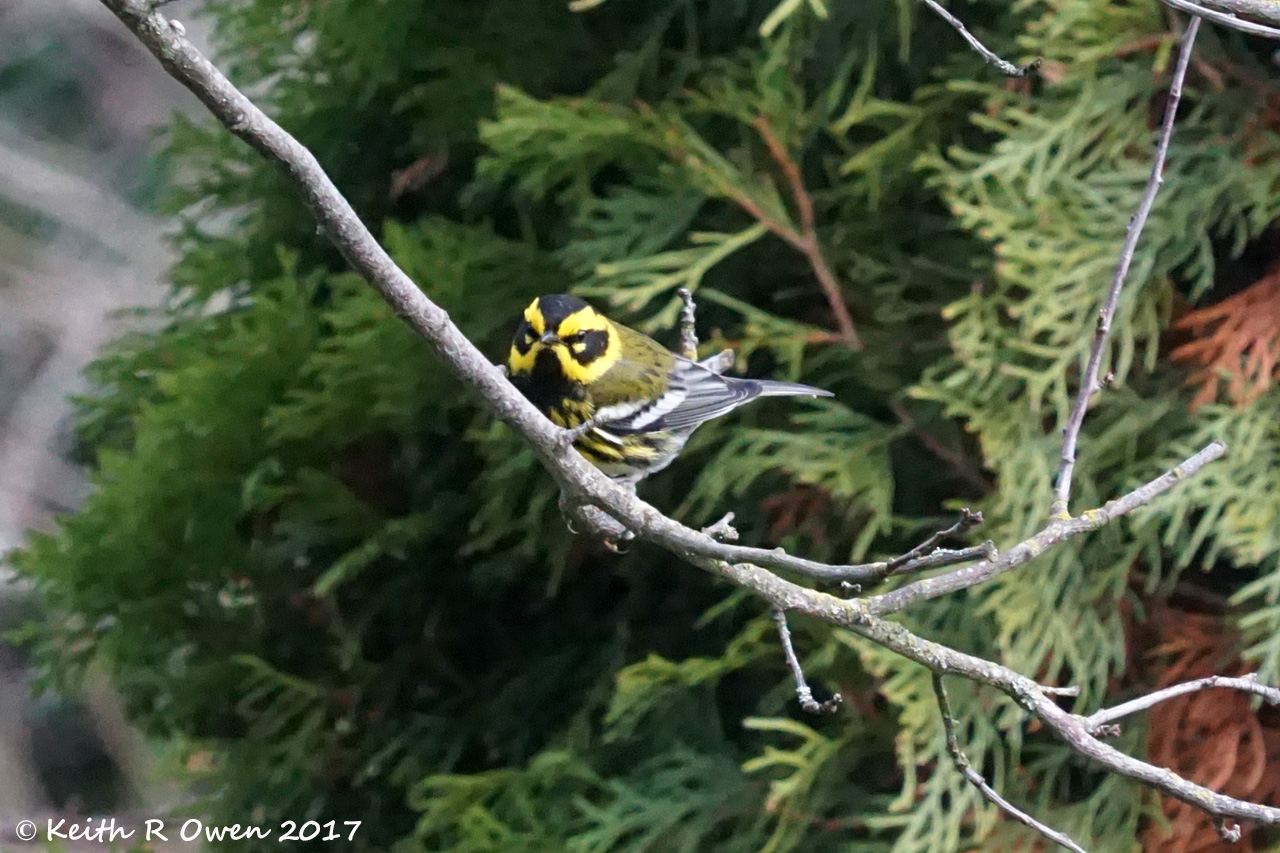 Townsend's Warbler