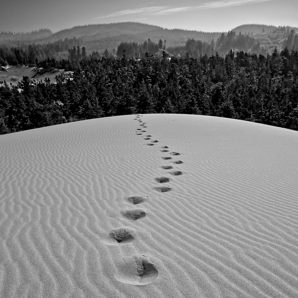 Tracks on the Dunes