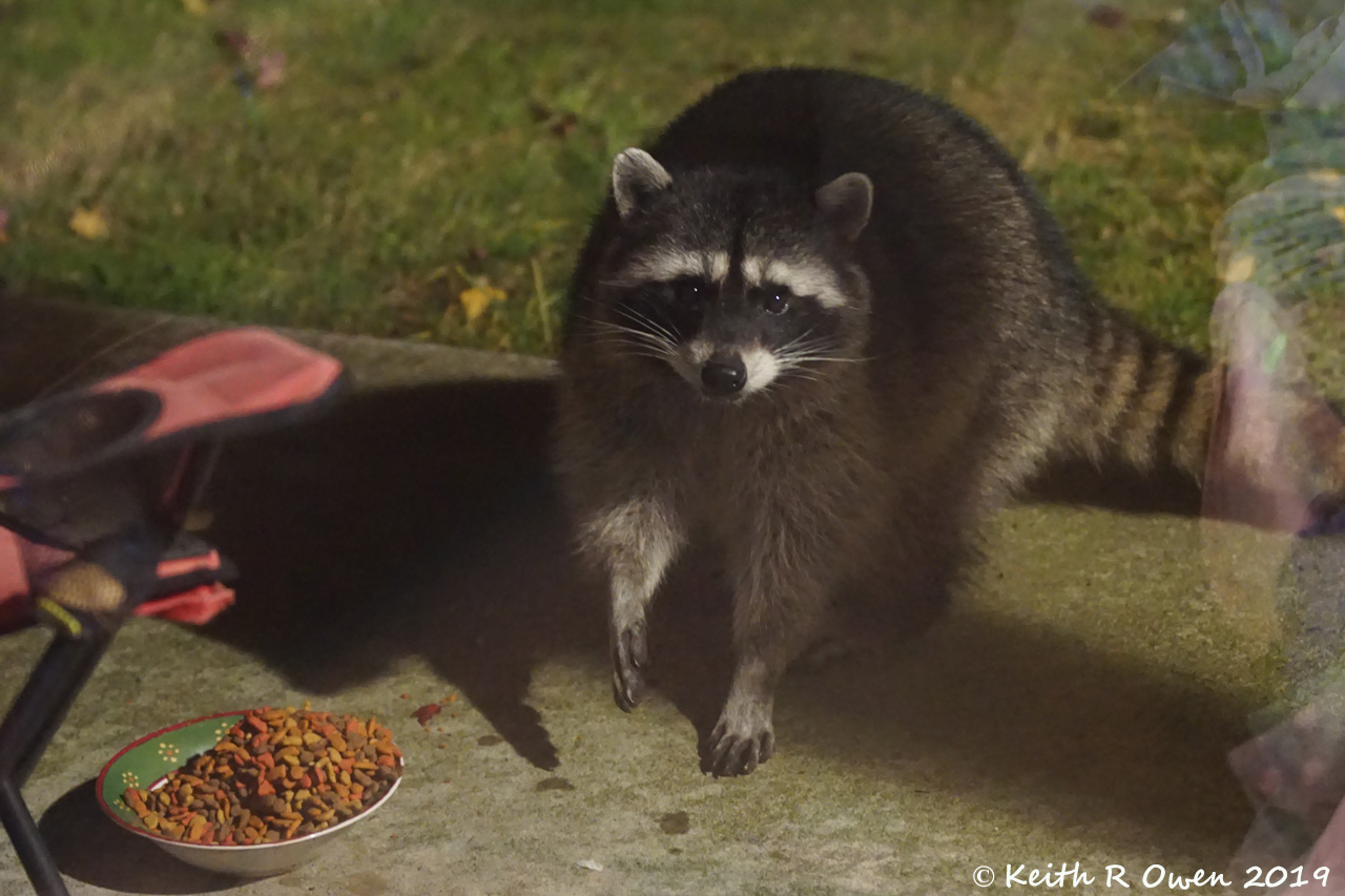 "Trash Panda"