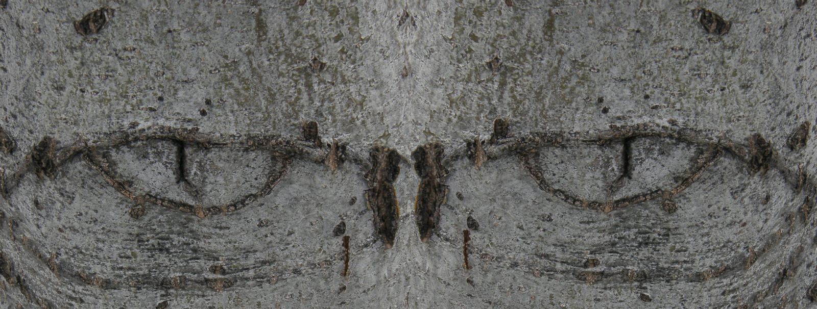 Tree Eyes