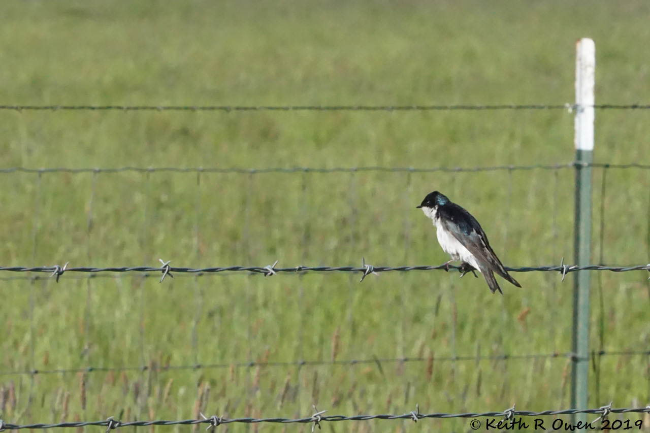 Tree Swallow