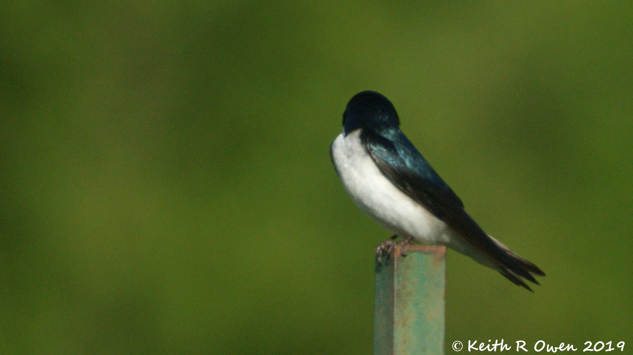 Tree Swallow