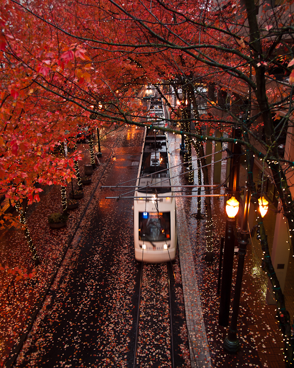 Tree Tunnel at the Galeria