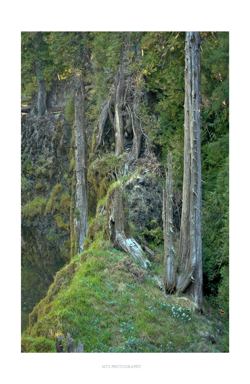 Trees