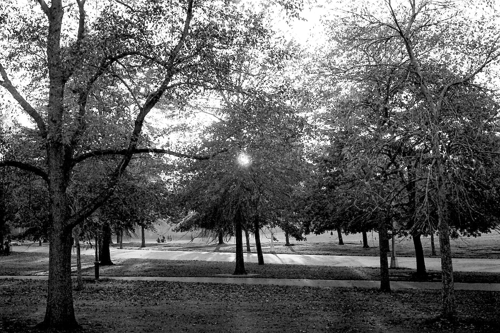 Trees_NYC