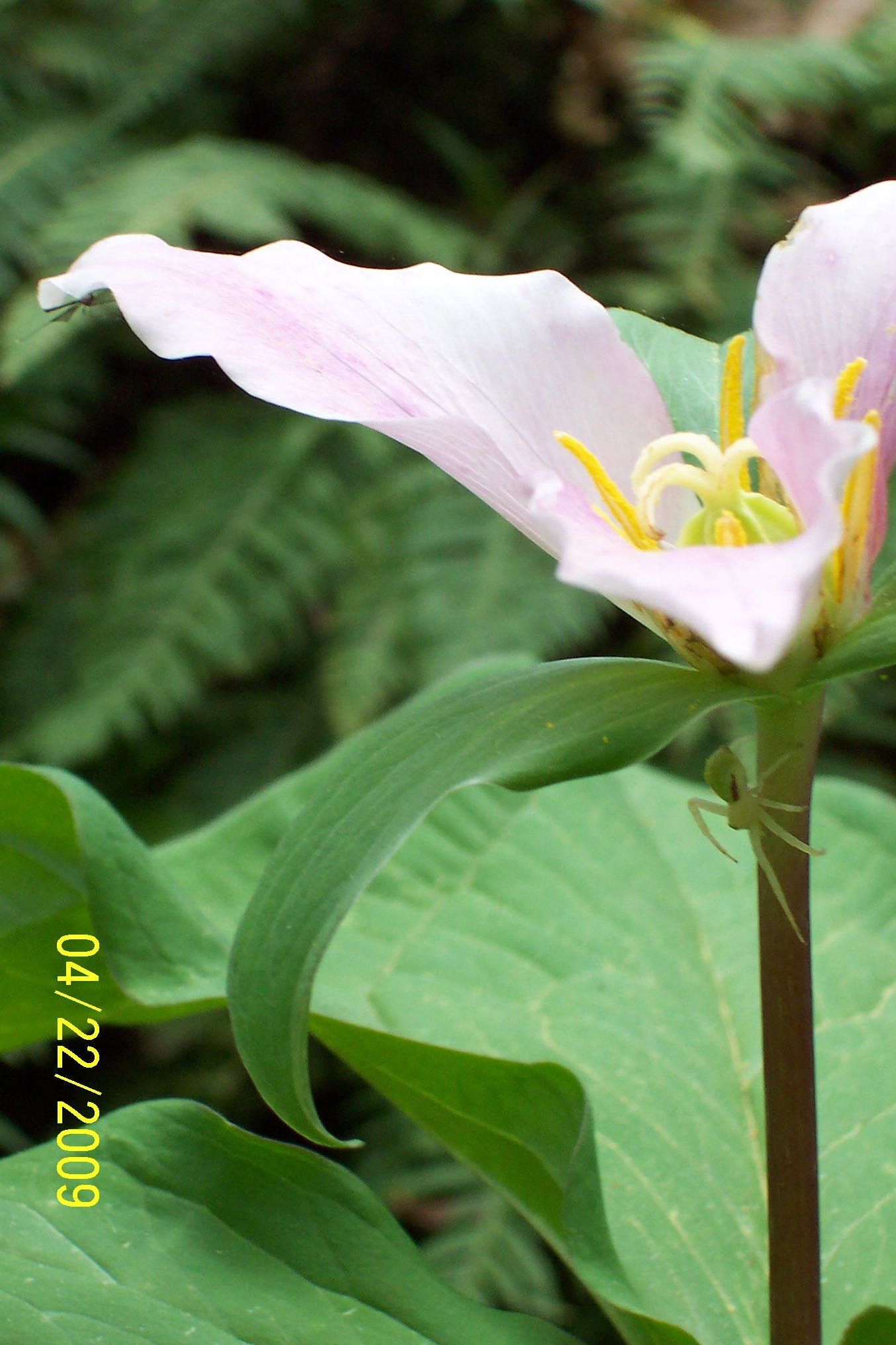 Trillium Spider Umbrella