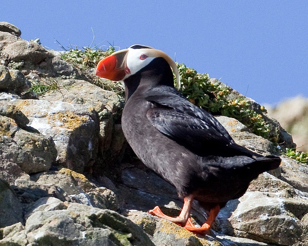 Tufted Puffin