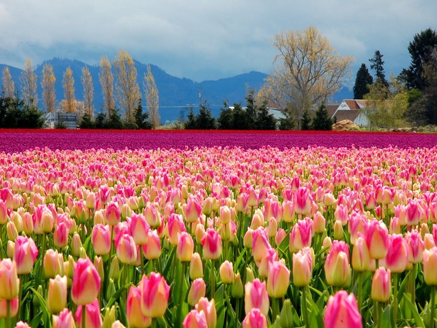 tulip fields