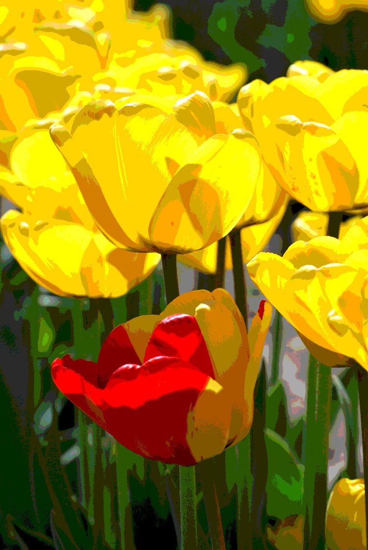 tulip poster