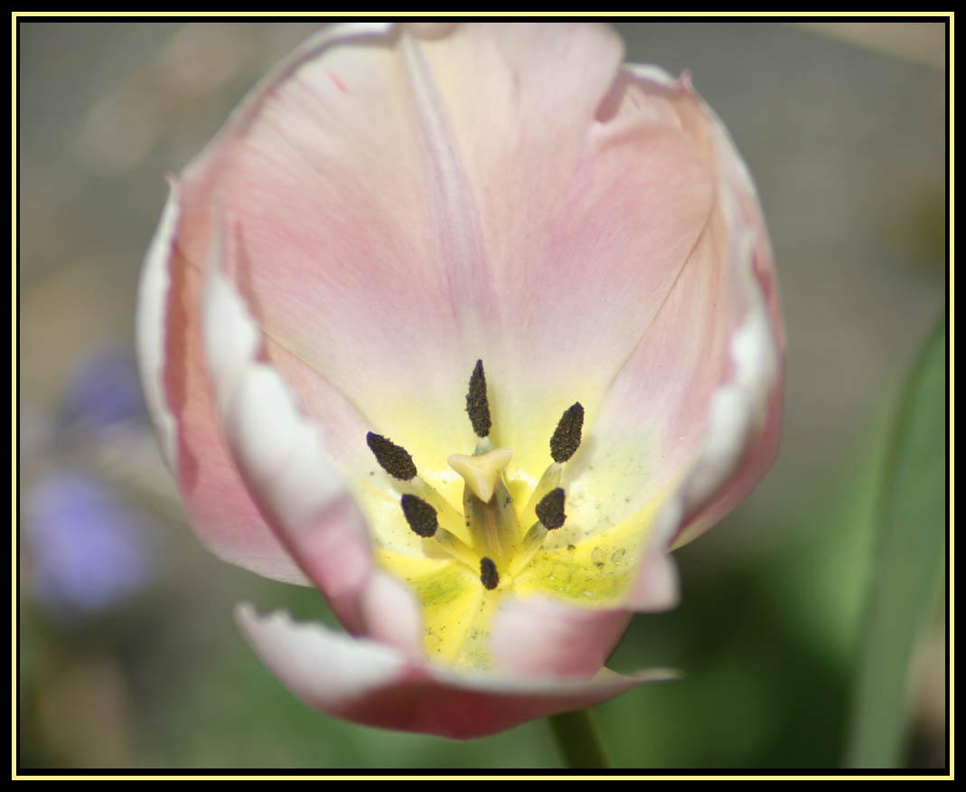 Tulip Sunrise