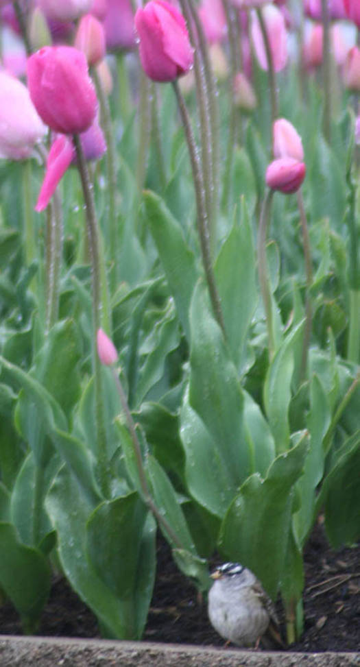 Tulip Umbrella