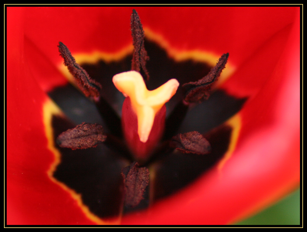 Tulip