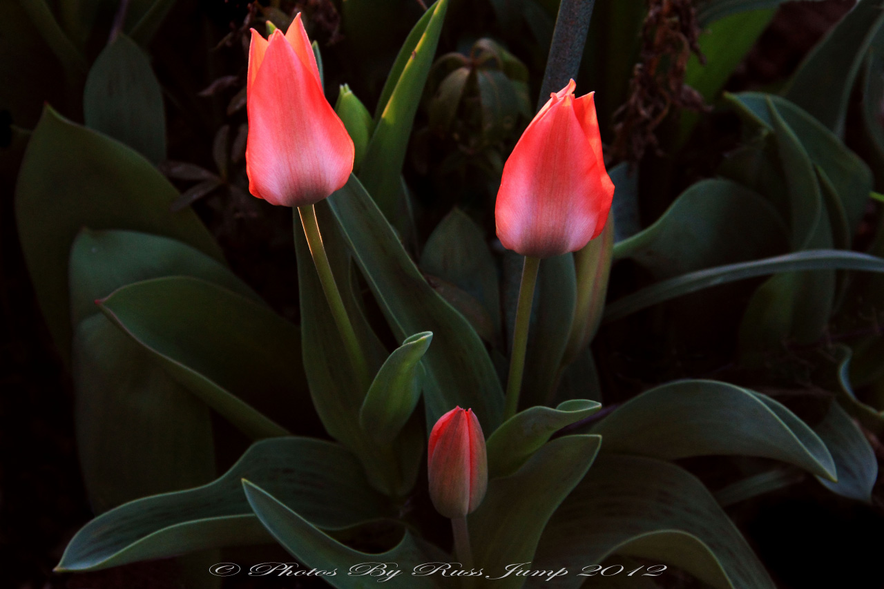 Tulip