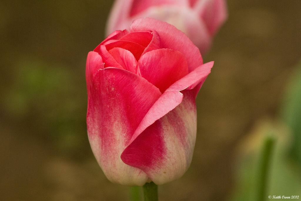 Tulip