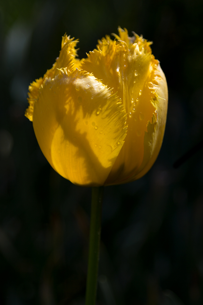 Tulip