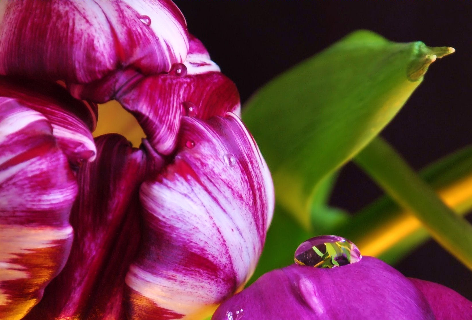 Tulips 1
