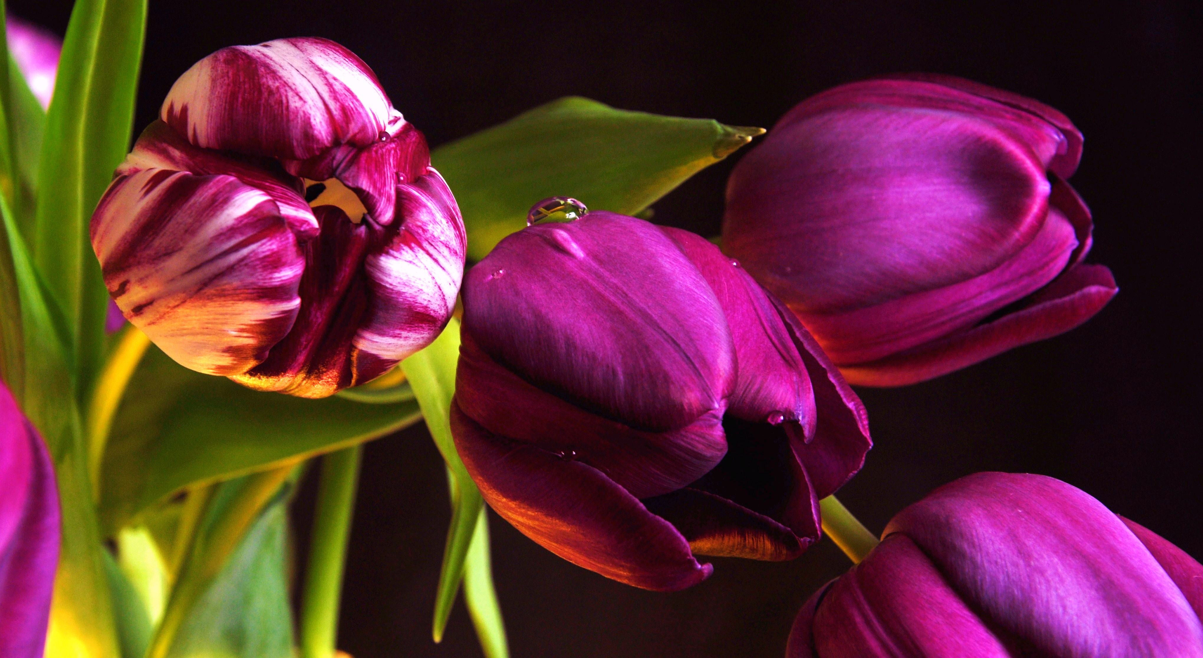 Tulips 2