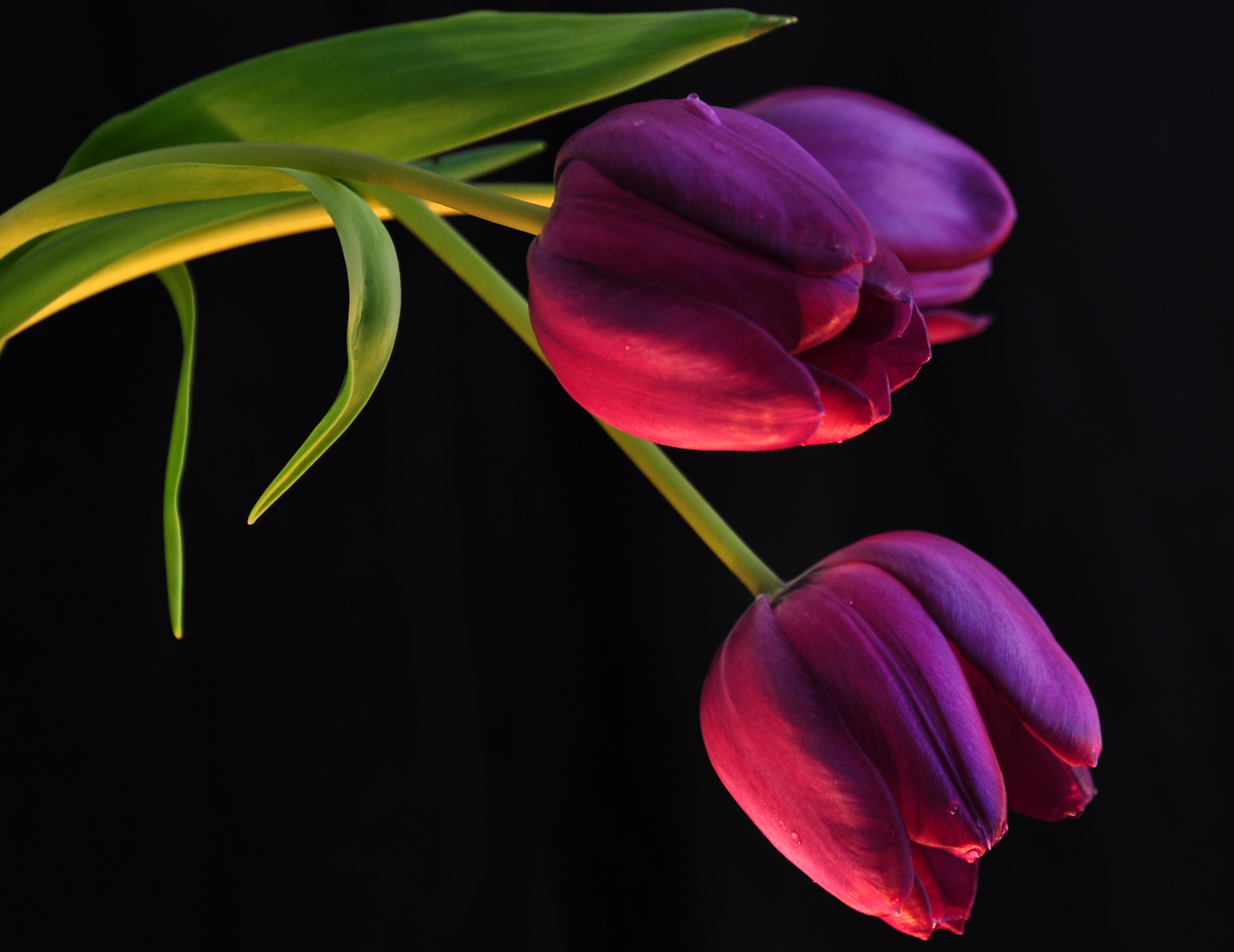 Tulips 3