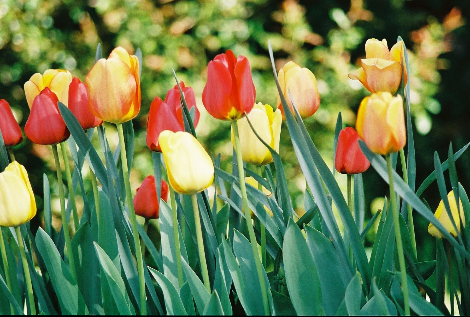 Tulips