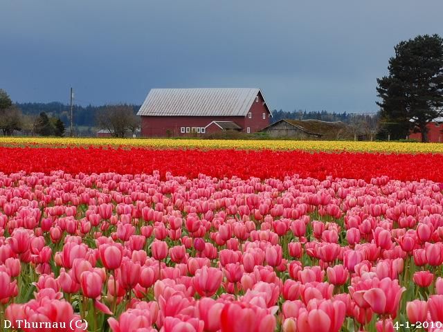 tulips