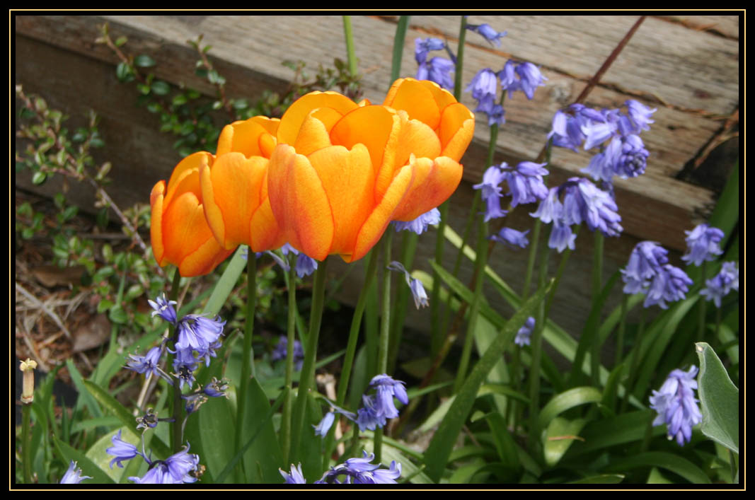 Tulips