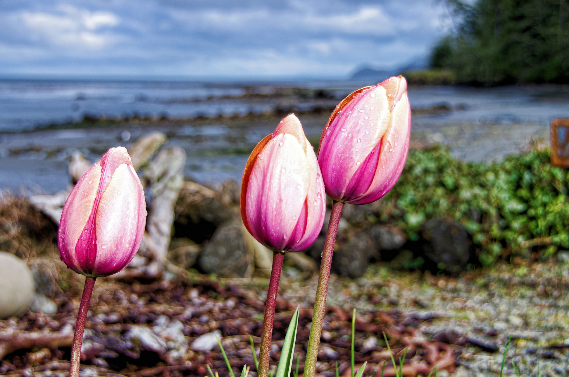 Tulips