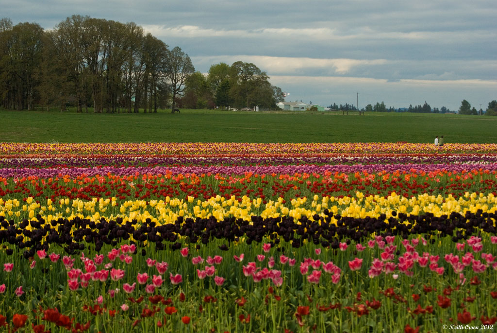 Tulips