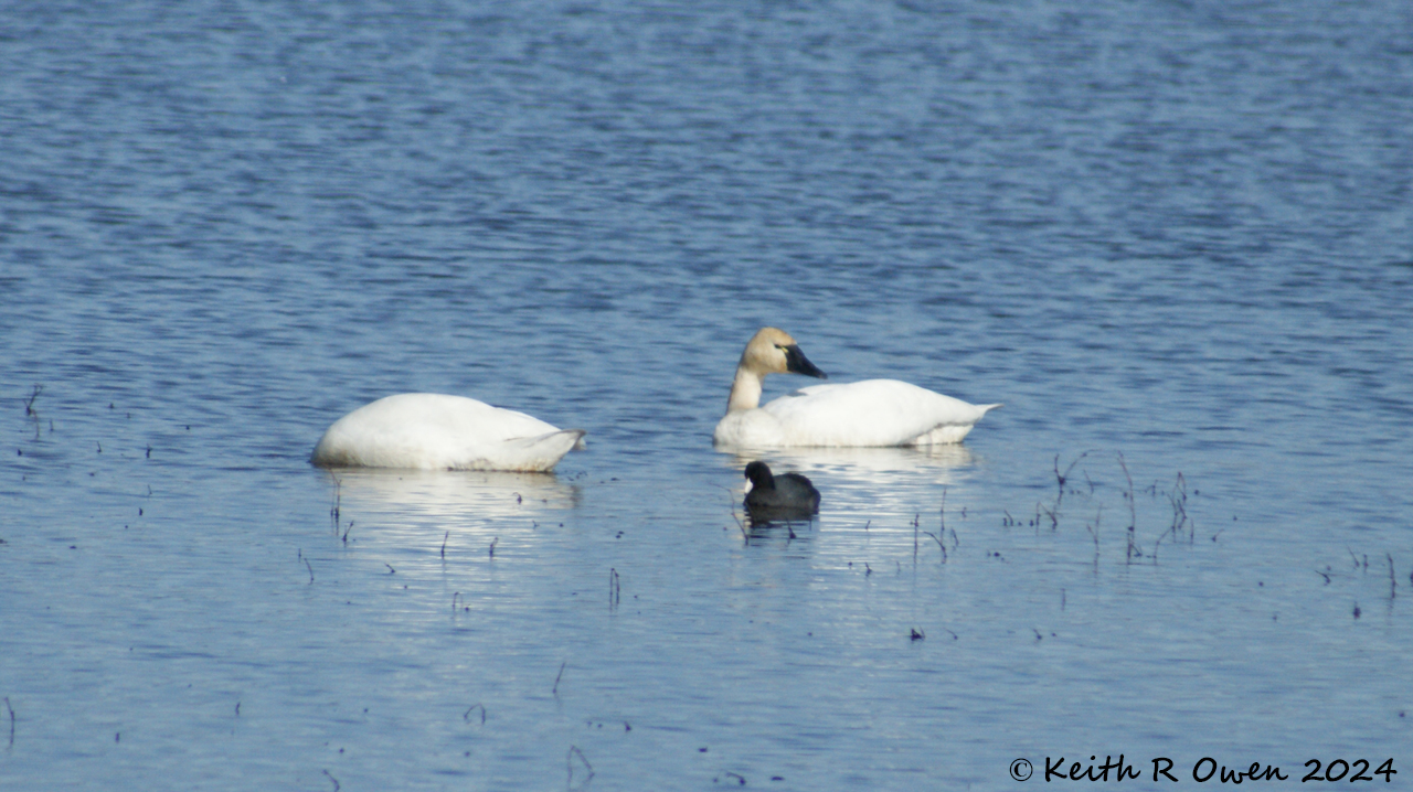 Tundra Swan & American Coot