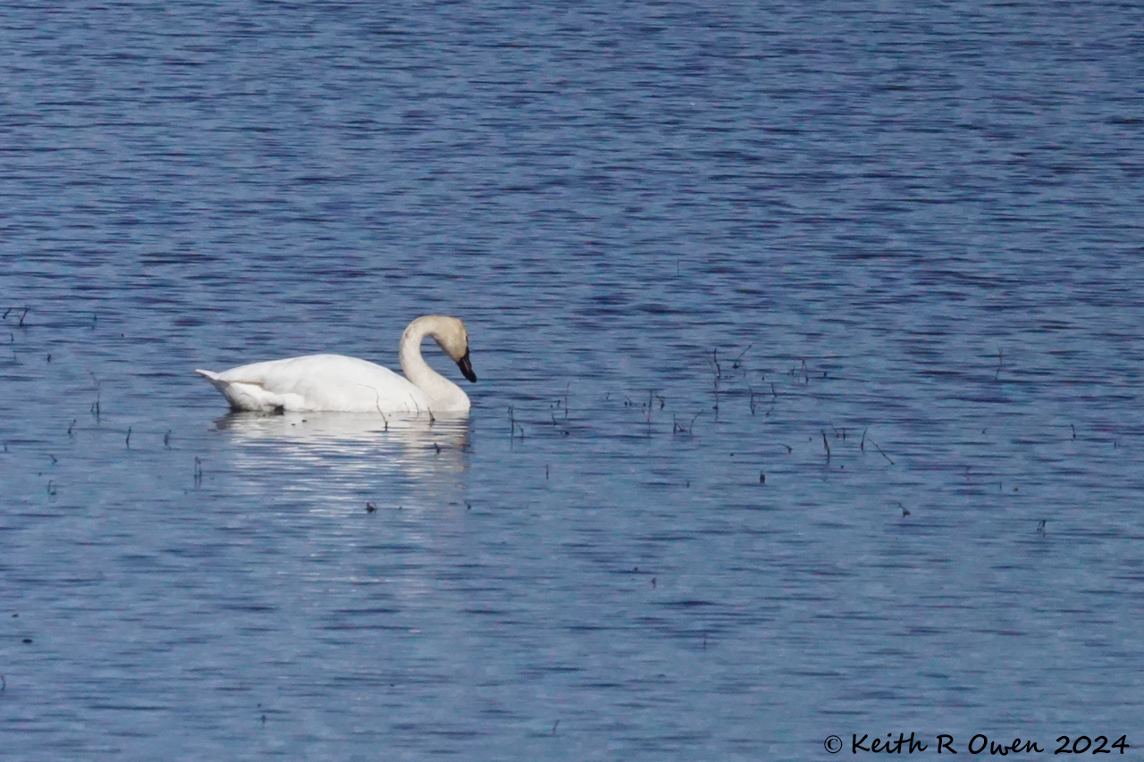Tundra Swan