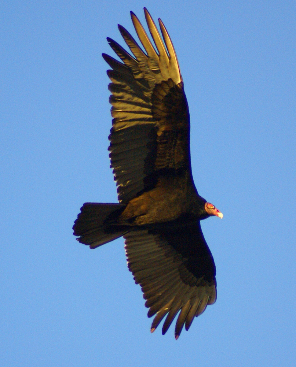 Turkey Vulture