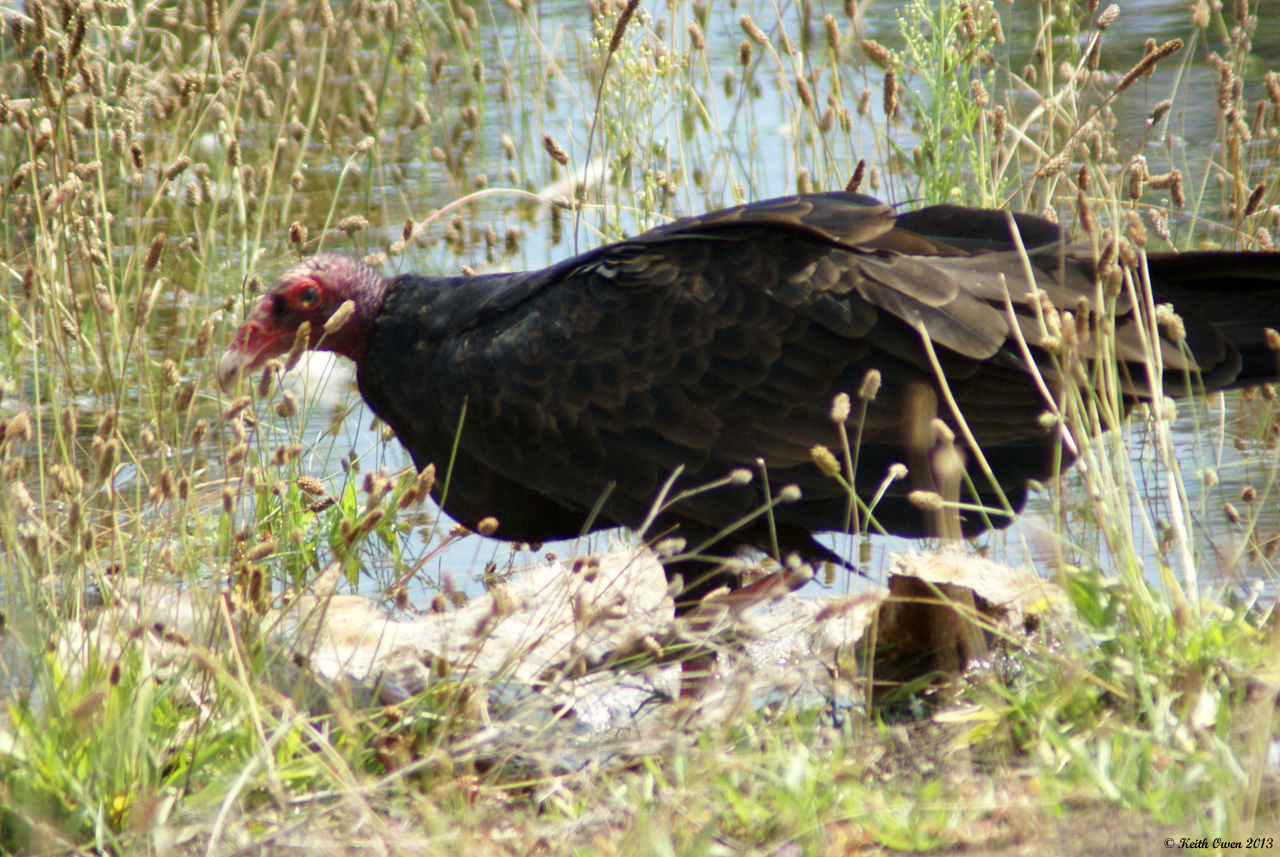 Turkey Vulture