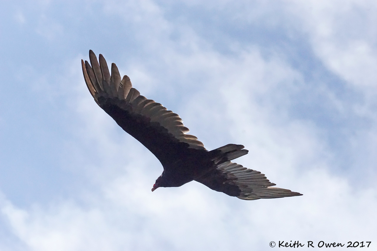 Turkey Vulture